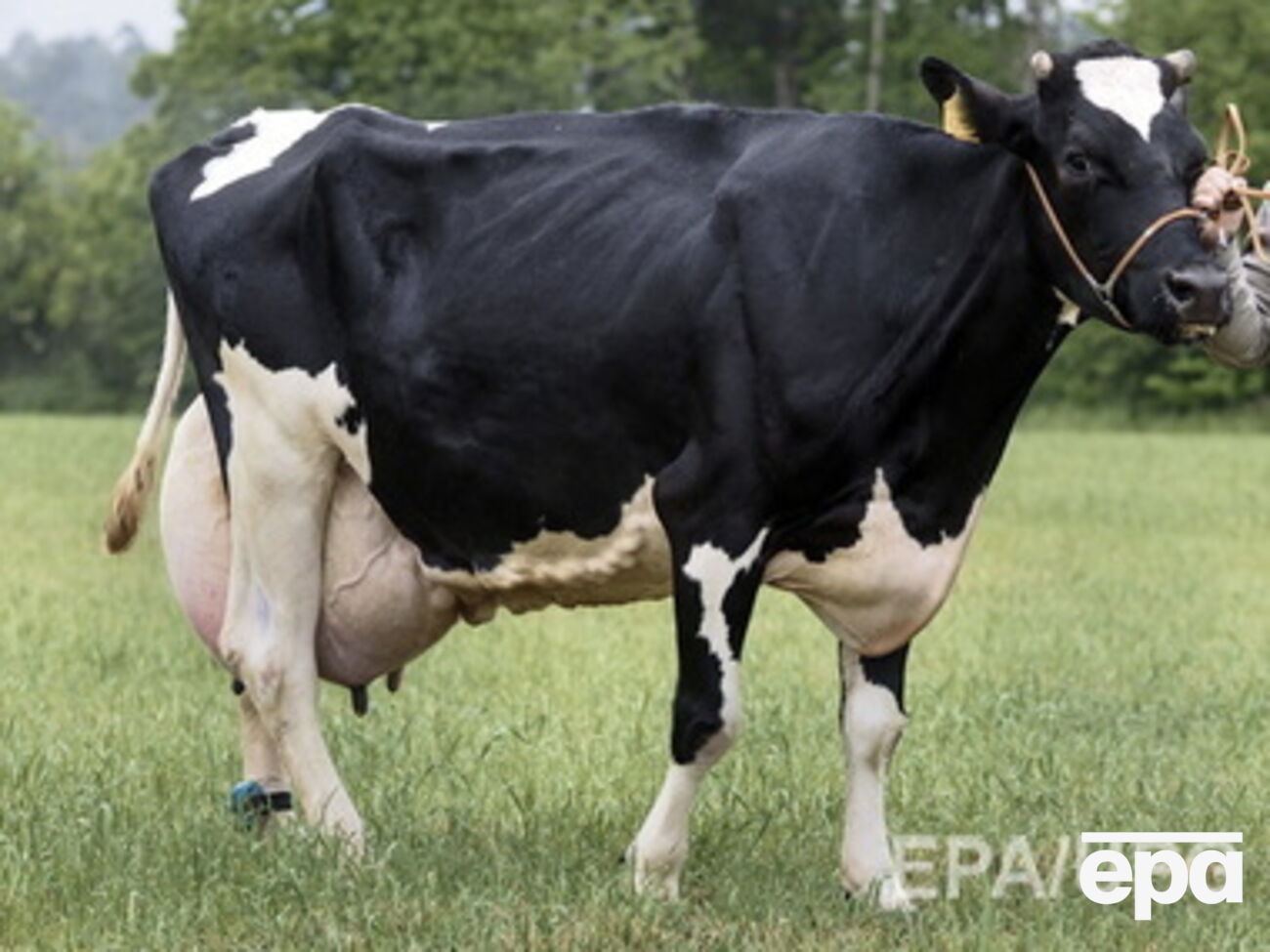 Украинское молоко будут продавать европейским странам