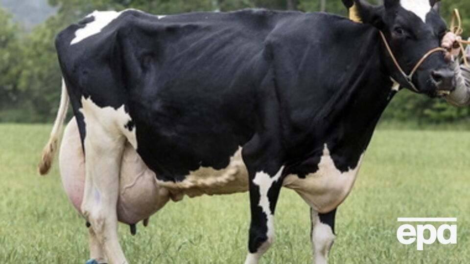 Украинское молоко будут продавать европейским странам