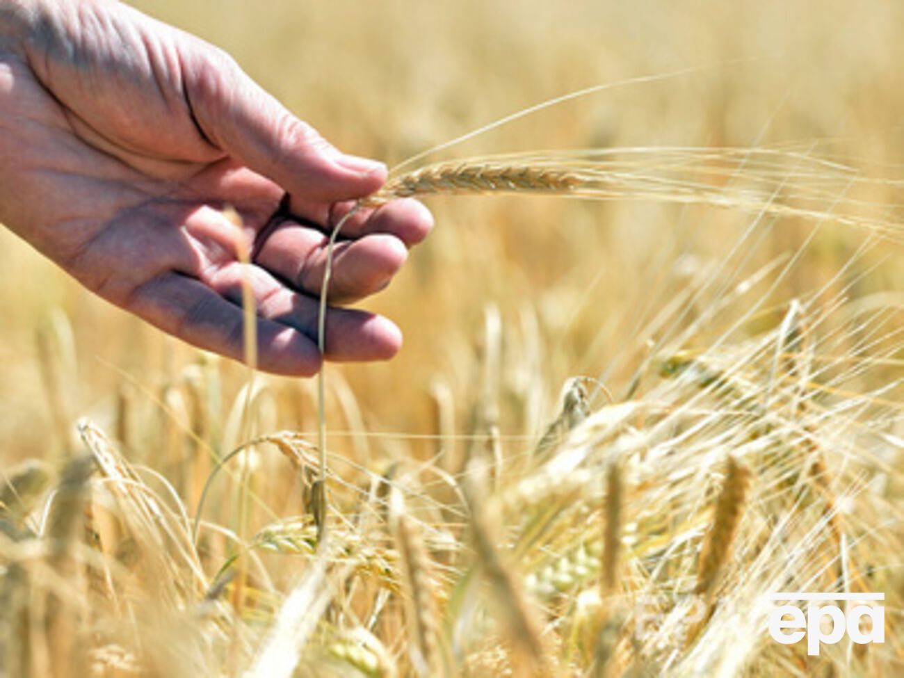 В зоне АТО сгорело более&nbsp;180 га зерновых полей