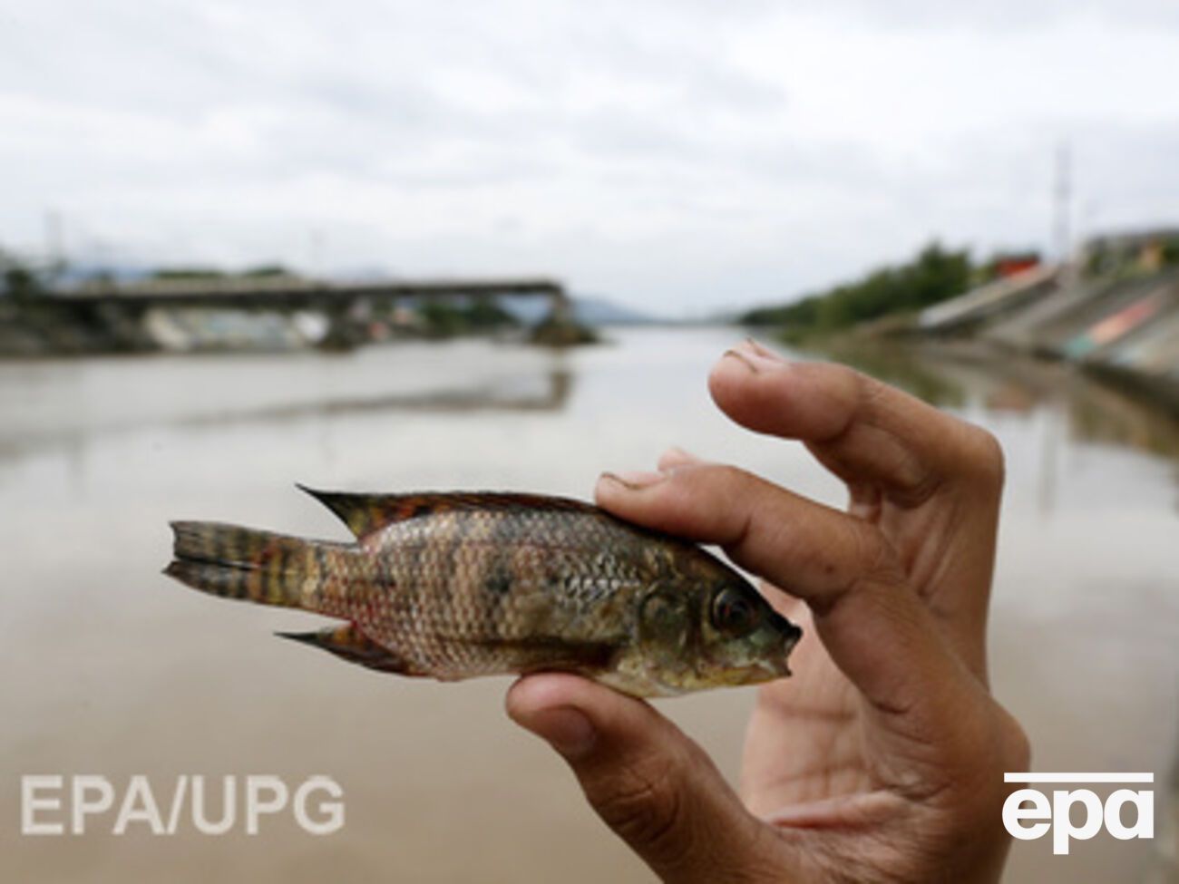 Россельхознадзор уверен, что украинская рыба и мясные изделия угрожают жизни крымчан