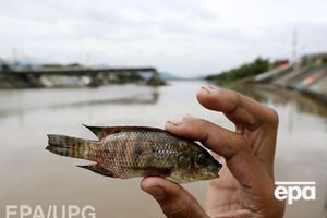 Россельхознадзор уверен, что украинская рыба и мясные изделия угрожают жизни крымчан