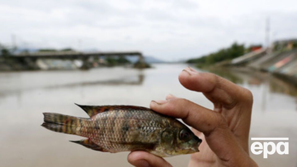 Россельхознадзор уверен, что украинская рыба и мясные изделия угрожают жизни крымчан