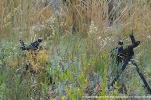 С территории РФ обстреливают украинских пограничников