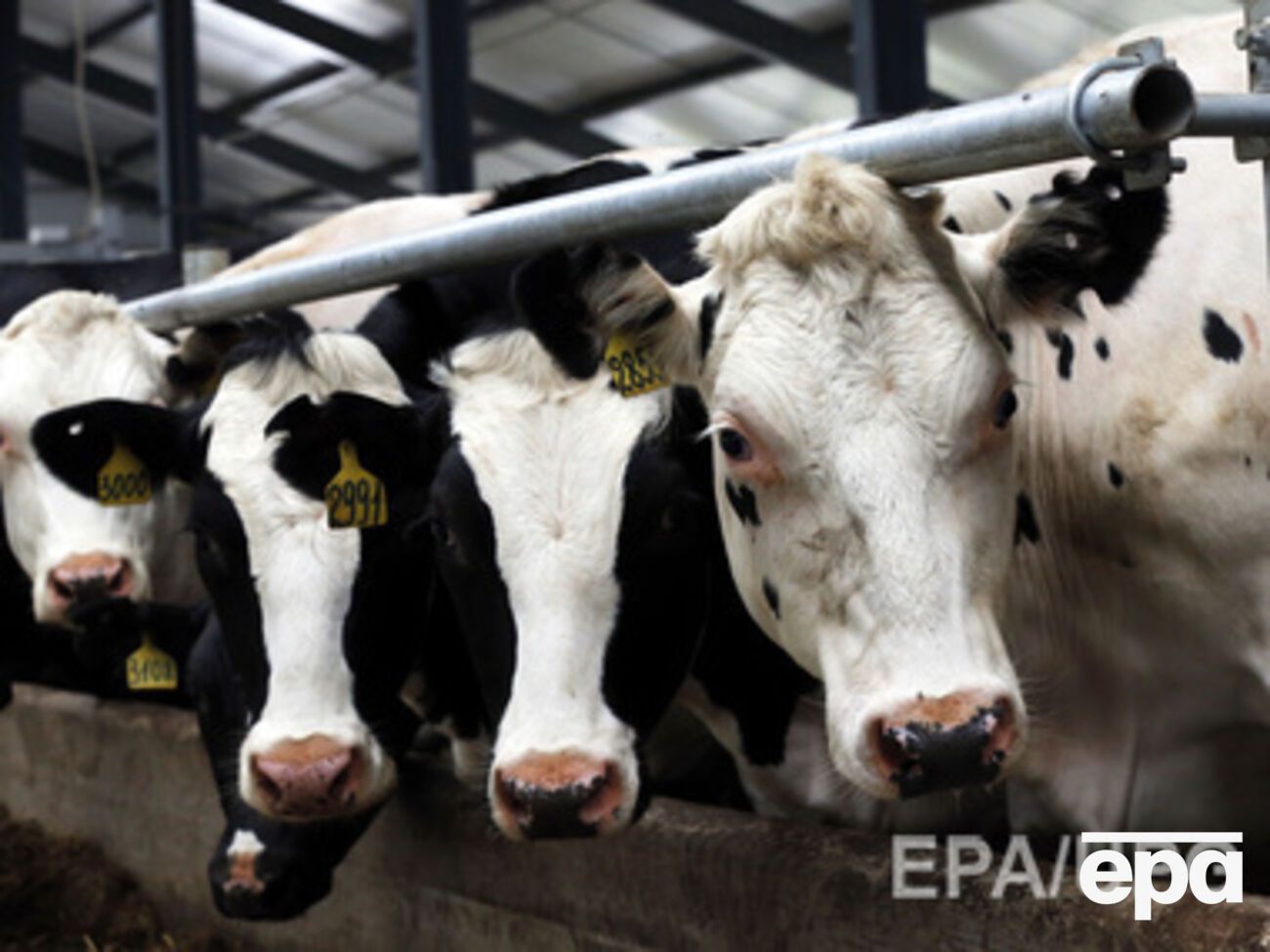 Россия хочет создать в Крыму "молочный комплекс"