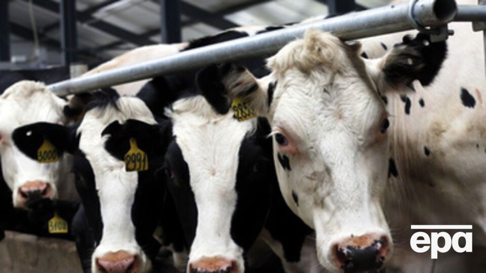 Россия хочет создать в Крыму "молочный комплекс"