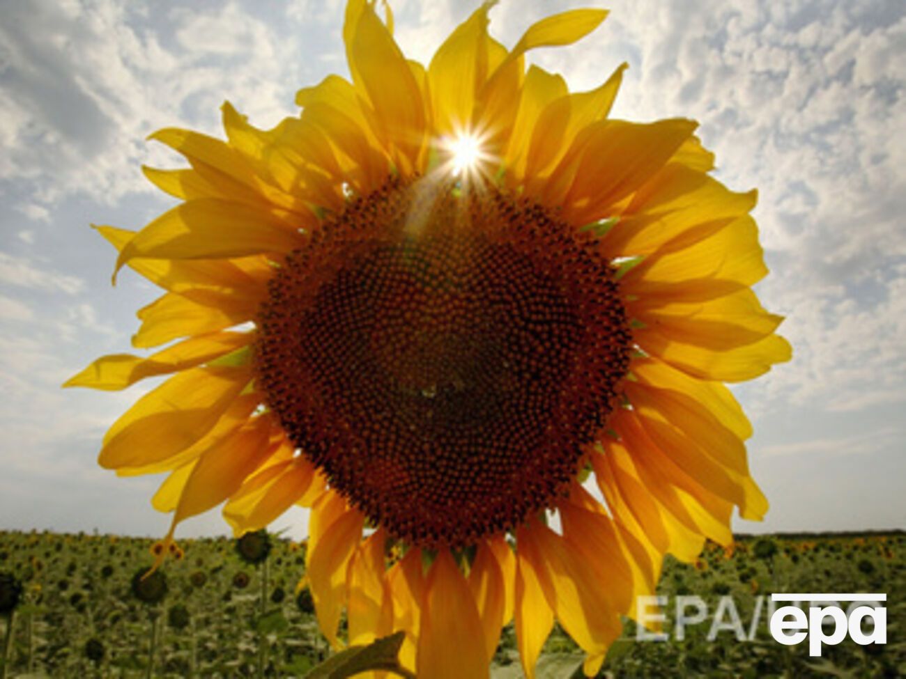 В конце недели жара начнет спадать