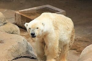 Полярный медведь Ванг приехал в ЮАР из Китая