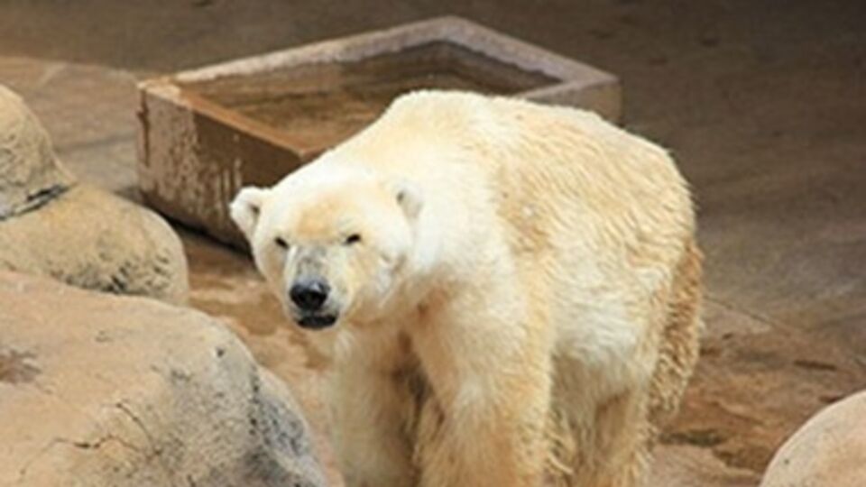 Полярный медведь Ванг приехал в ЮАР из Китая