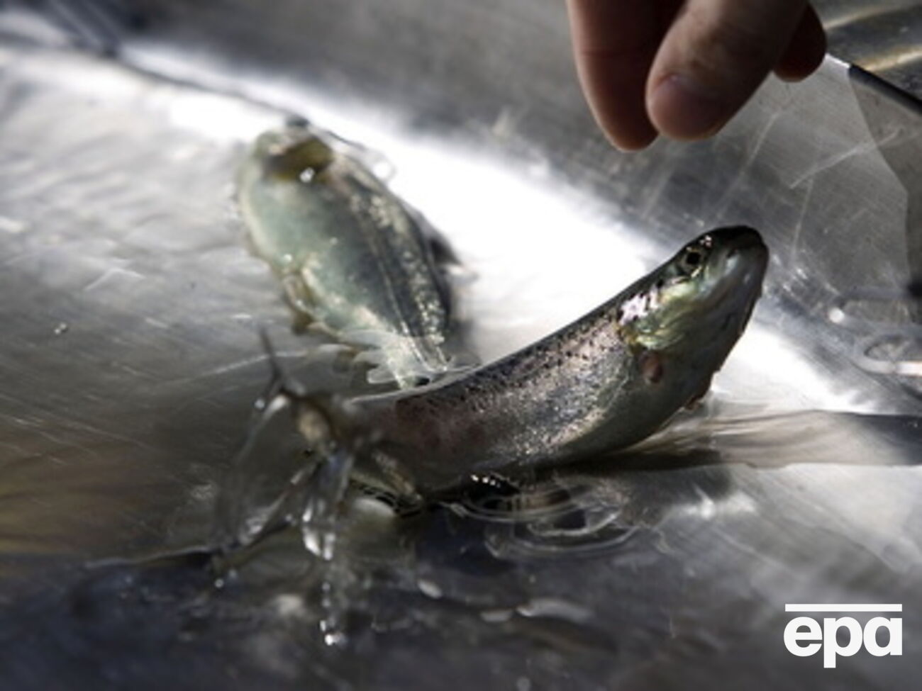 РФ ограничивает поставки продуктов из Украины в Крым