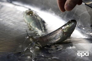 РФ ограничивает поставки продуктов из Украины в Крым