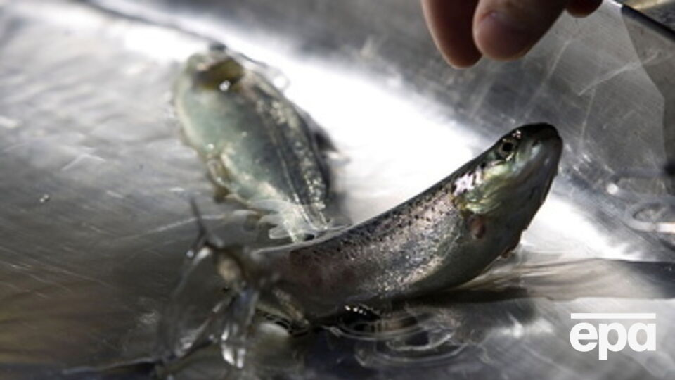 РФ ограничивает поставки продуктов из Украины в Крым