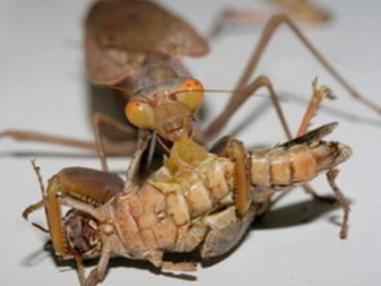 RC-135 Rivet Joint --- американский самолет-разведчик такой модели стал участником инцидента