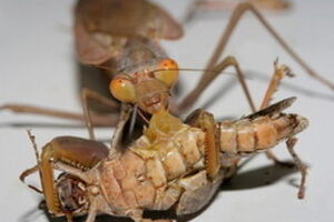 RC-135 Rivet Joint --- американский самолет-разведчик такой модели стал участником инцидента