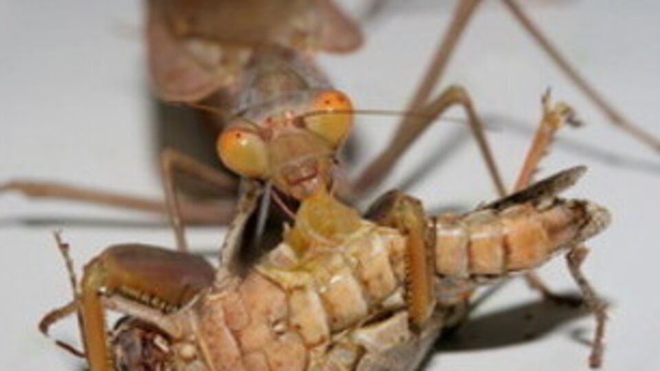 RC-135 Rivet Joint --- американский самолет-разведчик такой модели стал участником инцидента