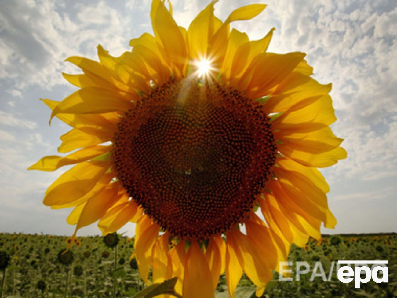 Жара возвращается