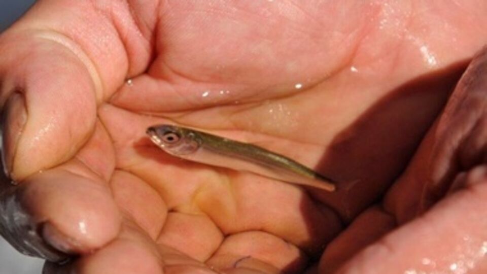 Мальки лосося теперь могут легально попасть на территорию Российской Федерации