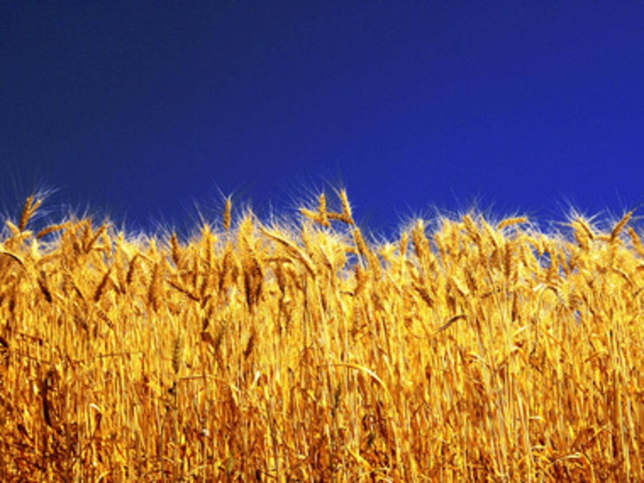 Цену на пшеницу будет контролировать государство