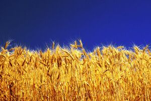 Цену на пшеницу будет контролировать государство