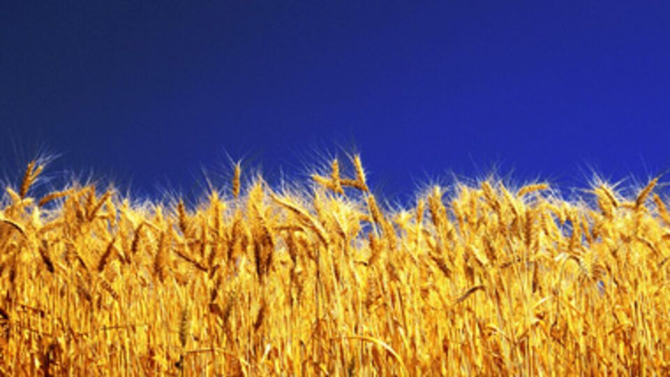 Цену на пшеницу будет контролировать государство