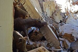 Донецкий краеведческий музей после артобстрела. Фоторепортаж