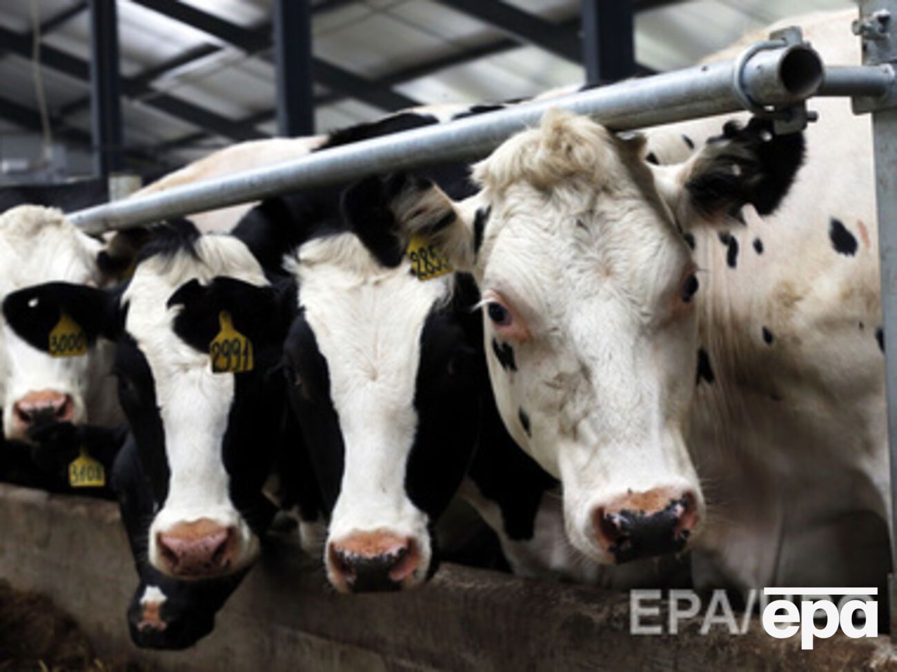 Россельхознадзор разрешил ввозить в Крым украинские молочные продукты и яйца до конца года