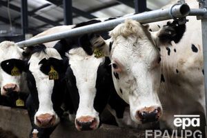 Россельхознадзор разрешил ввозить в Крым украинские молочные продукты и яйца до конца года