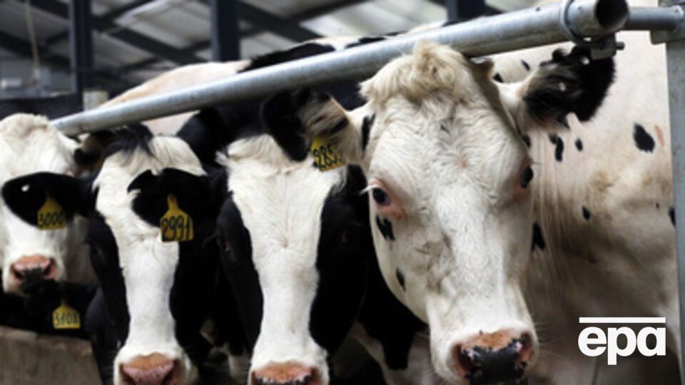 Россельхознадзор разрешил ввозить в Крым украинские молочные продукты и яйца до конца года