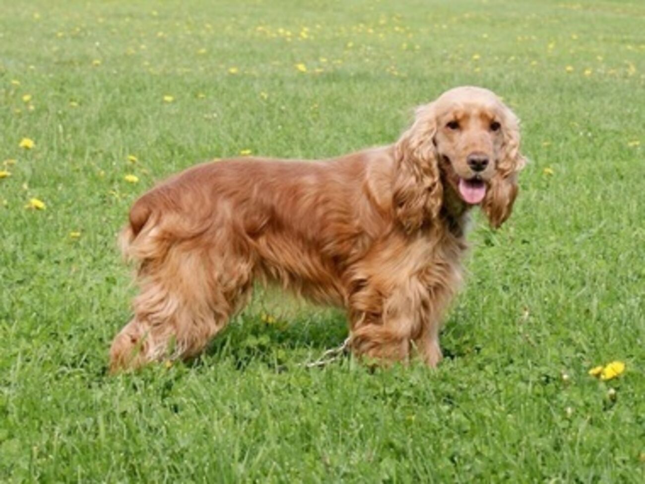 Кокер-спаниель нашел тайник с крупной партией гашиша