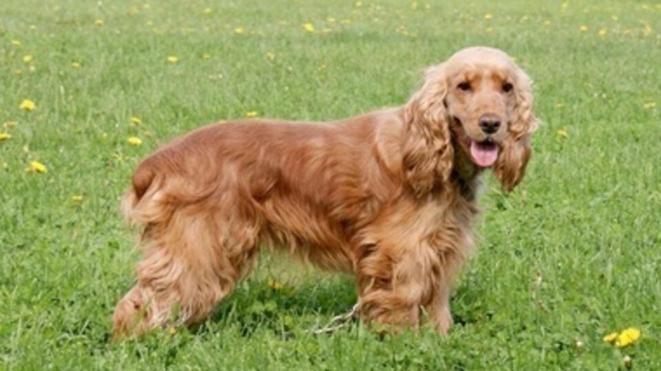 Кокер-спаниель нашел тайник с крупной партией гашиша