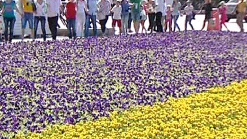 Флаг Украины площадью 800 м² состоит из 320 тысяч цветов