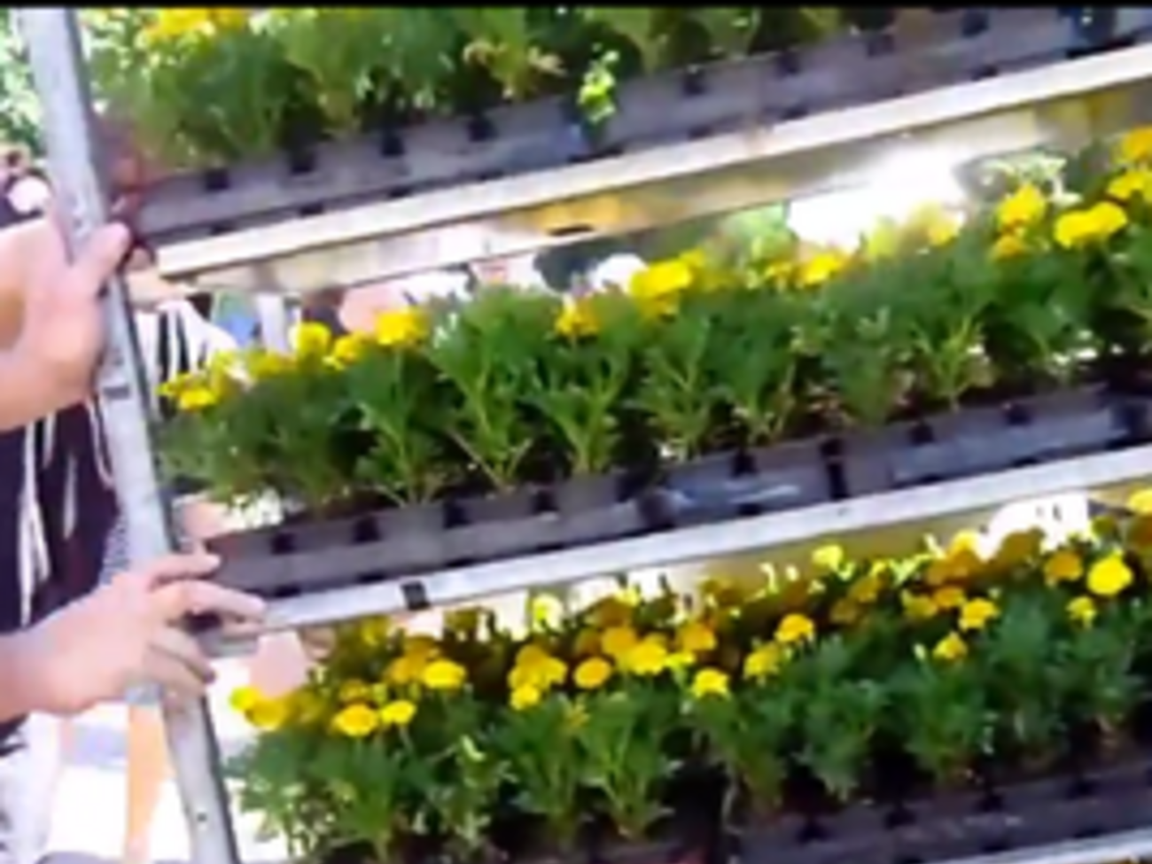 В Славянске будет цвести "украинский флаг"