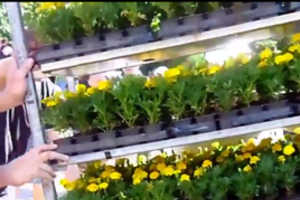 В Славянске будет цвести "украинский флаг"