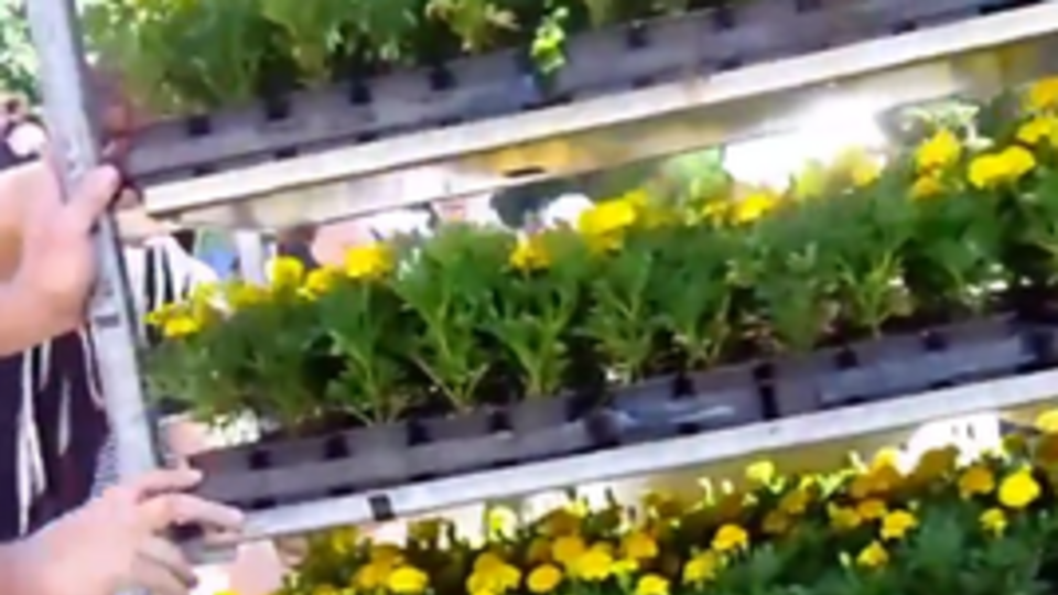 В Славянске будет цвести "украинский флаг"