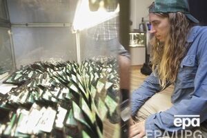 Марихуану в Нью-Йорке легализовали в прошлом месяце