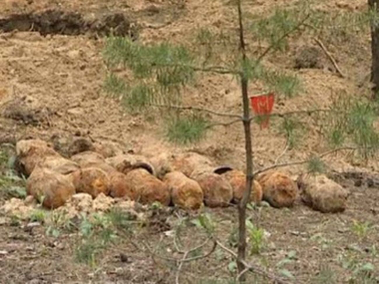 В лесополосе были разминированы 18 артиллерийских снарядов калибра 76мм