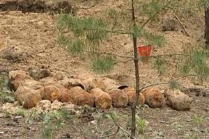 В лесополосе были разминированы 18 артиллерийских снарядов калибра 76мм