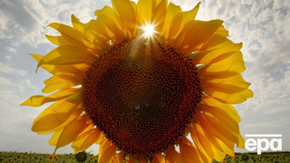 Жару несколько ослабят грозы