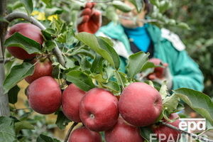 30 июля Россия отказалась от польских фруктов и овощей