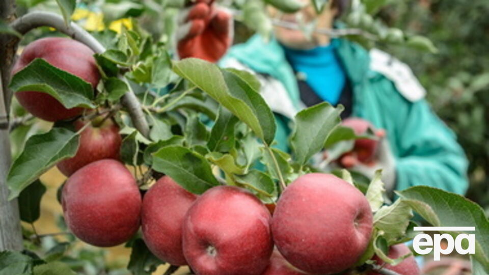 30 июля Россия отказалась от польских фруктов и овощей