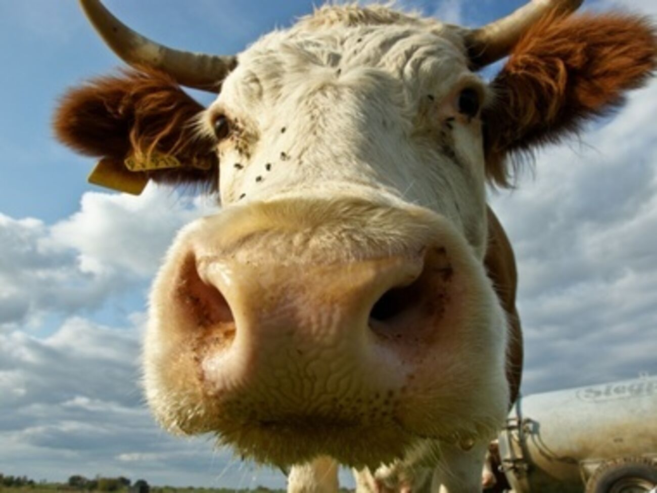 Существует риск, что племенных молочных коров из Германии и Австрии в РФ пустят на мясо