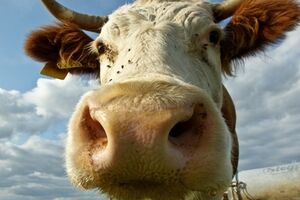 Существует риск, что племенных молочных коров из Германии и Австрии в РФ пустят на мясо