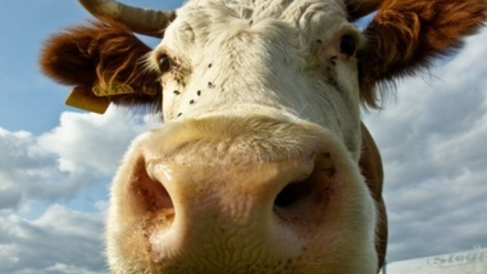 Существует риск, что племенных молочных коров из Германии и Австрии в РФ пустят на мясо