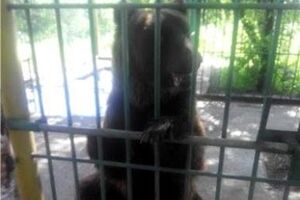 В Ясиноватой голодает медведь Миша