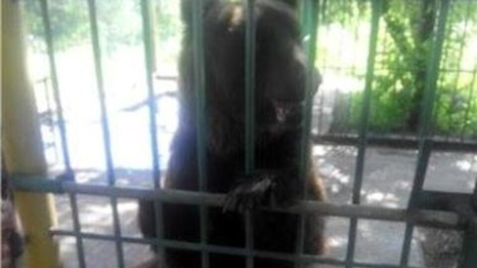 В Ясиноватой голодает медведь Миша