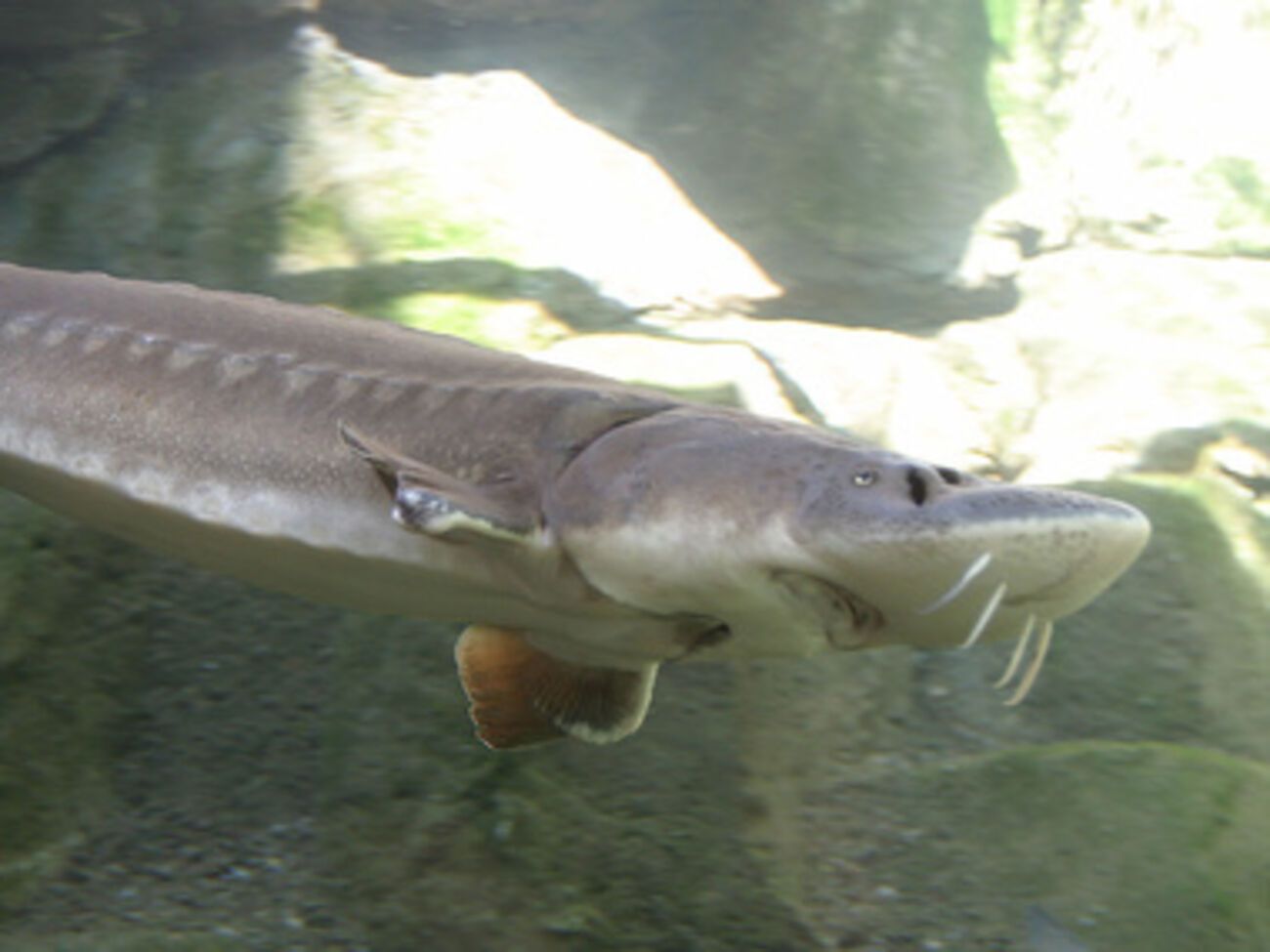 Один из древнейших видов рыб &ndash; на грани вымирания