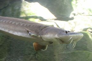 Один из древнейших видов рыб – на грани вымирания