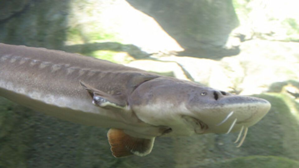 Один из древнейших видов рыб – на грани вымирания