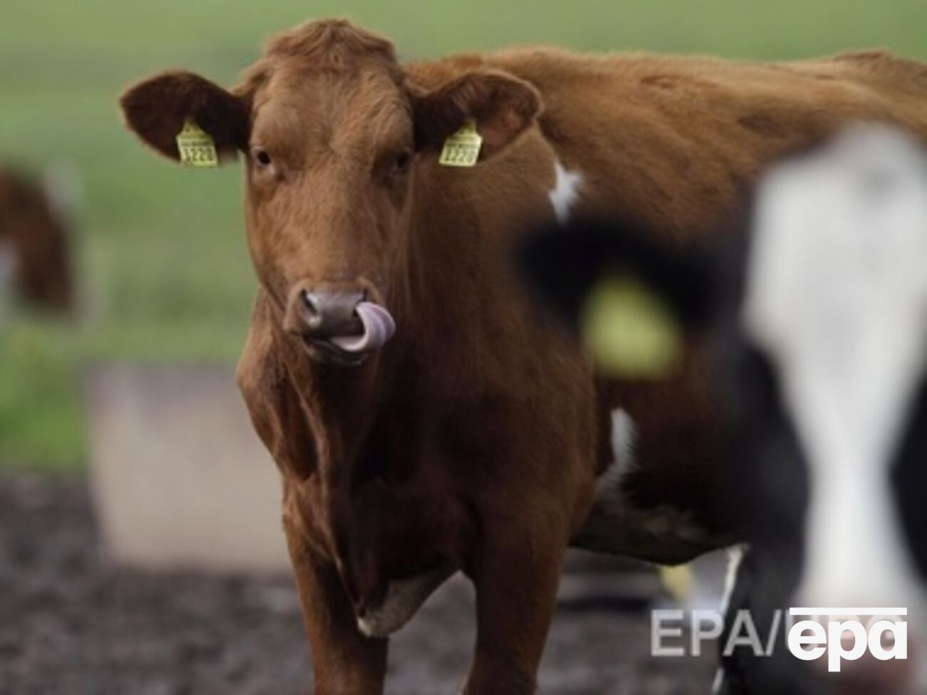 Животных необходимо зарегистрировать до 2015 года