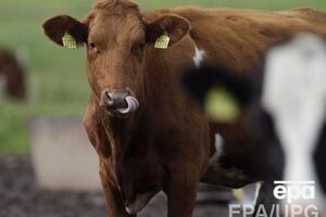 Животных необходимо зарегистрировать до 2015 года