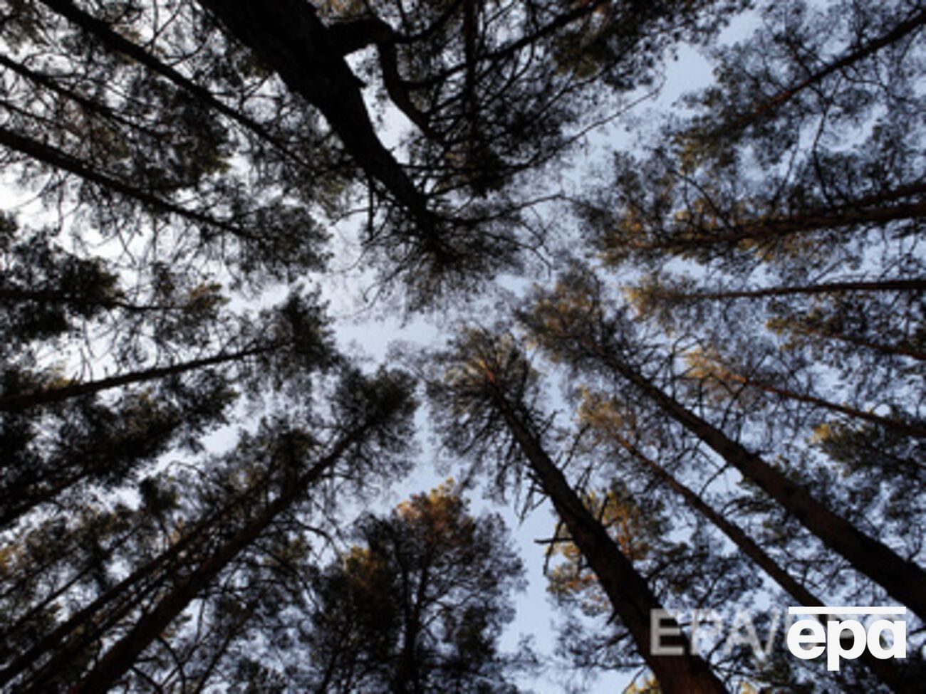 Облгосадминистрация Киева незаконно сменила назначение лесов